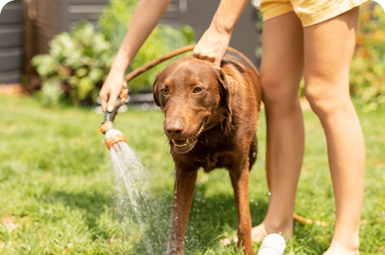 Reading Pet Food Labels: What the Ingredients Really Mean