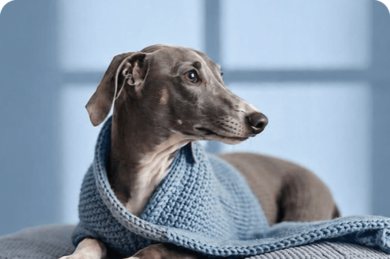 The Complete Guide to Grooming Double-Coated Breeds